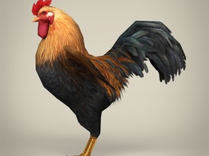 game ready realistic cock Modelo 3D