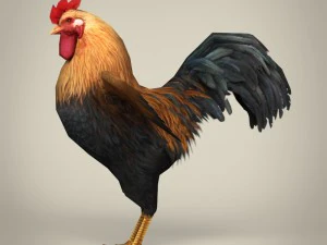 game ready realistic cock 3D Model