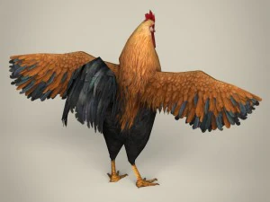 game ready realistic cock 3D Model