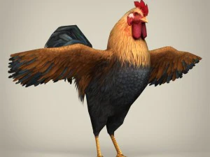 game ready realistic cock 3D Model