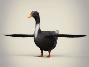 low poly realistic duck 3D Model