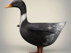 low poly realistic duck 3D Model