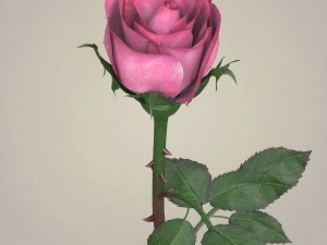 rose flower collection 3D मॉडल