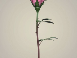rose flower collection 3D मॉडल