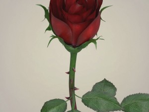 rose flower collection 3D मॉडल