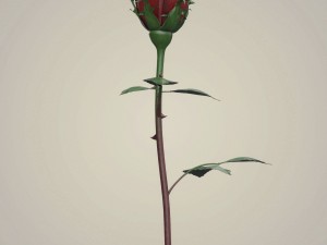 rose flower collection 3D मॉडल