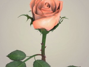 rose flower collection 3D मॉडल