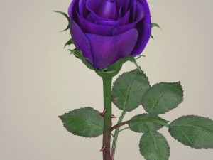 rose flower collection 3D मॉडल
