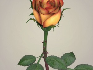rose flower collection 3D मॉडल