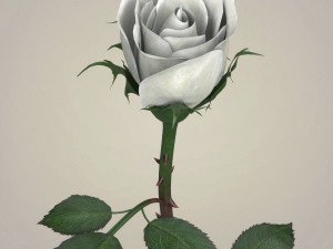 rose flower collection 3D मॉडल