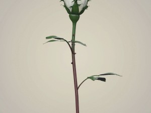 rose flower collection 3D मॉडल