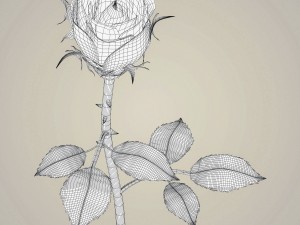 rose flower collection 3D मॉडल