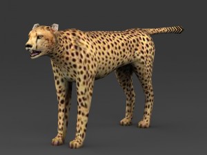 game ready low poly leopard 3D Model