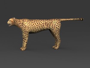 game ready low poly leopard 3D Model