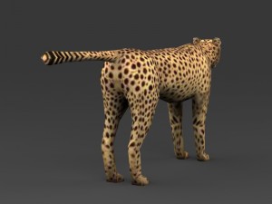 game ready low poly leopard 3D Model