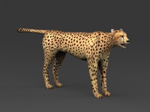 game ready low poly leopard 3D Model
