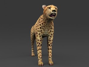 game ready low poly leopard 3D Model