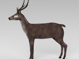 game ready low poly buck 3D Model