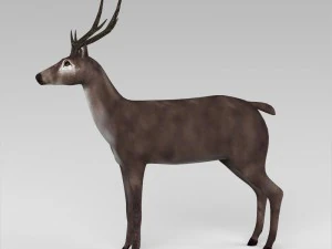 game ready low poly buck 3D Model