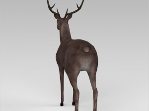 game ready low poly buck 3D Model