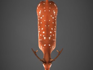 game ready low poly deer Modelo 3D