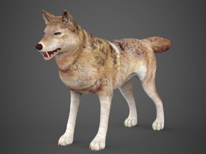 game ready wolf 3D-Modell