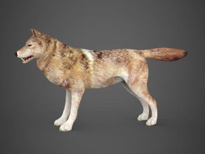 game ready wolf 3D Model