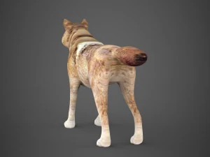 game ready wolf 3D Model