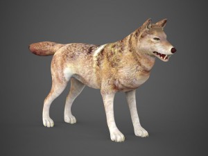 game ready wolf Modèle 3D