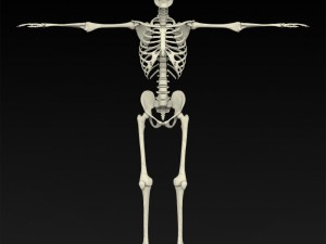 realistic human skeleton 3D Модель
