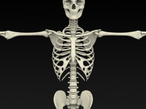 realistic human skeleton 3Dモデル