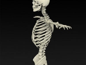 realistic human skeleton 3Dモデル