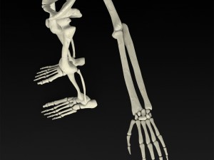 realistic human skeleton 3Dモデル