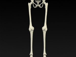 realistic human skeleton 3Dモデル