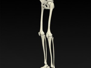 realistic human skeleton 3Dモデル