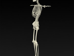 realistic human skeleton 3Dモデル