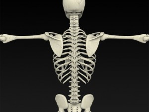 realistic human skeleton 3Dモデル