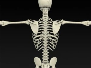 realistic human skeleton 3D Model