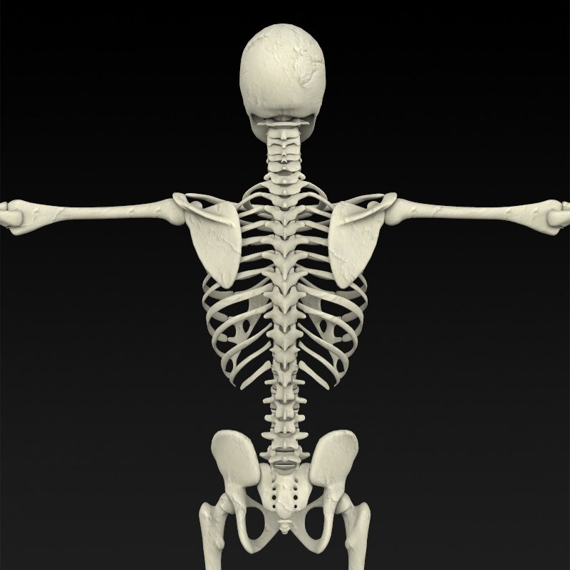 Realistic Human Skeleton 3D Model in Anatomy 3DExport