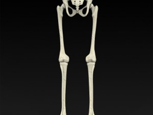 realistic human skeleton 3Dモデル