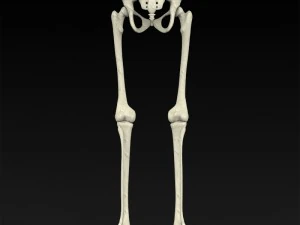 realistic human skeleton 3D Model