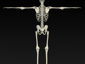 realistic human skeleton 3Dモデル