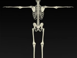 realistic human skeleton 3D Model