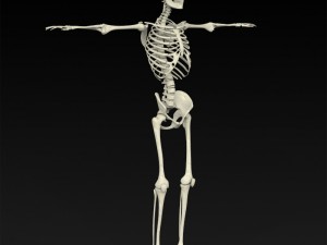 realistic human skeleton 3Dモデル