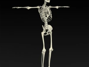 realistic human skeleton 3D Model