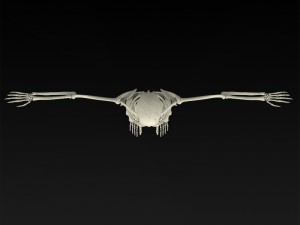 realistic human skeleton 3Dモデル