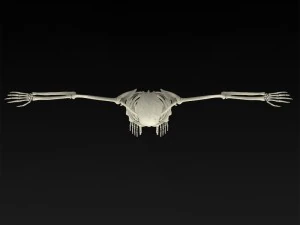 realistic human skeleton 3D Model