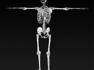 realistic human skeleton 3Dモデル