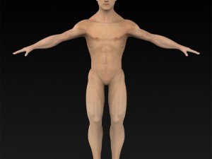 game ready muscular human 3D Model