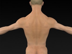 game ready muscular human 3D Model